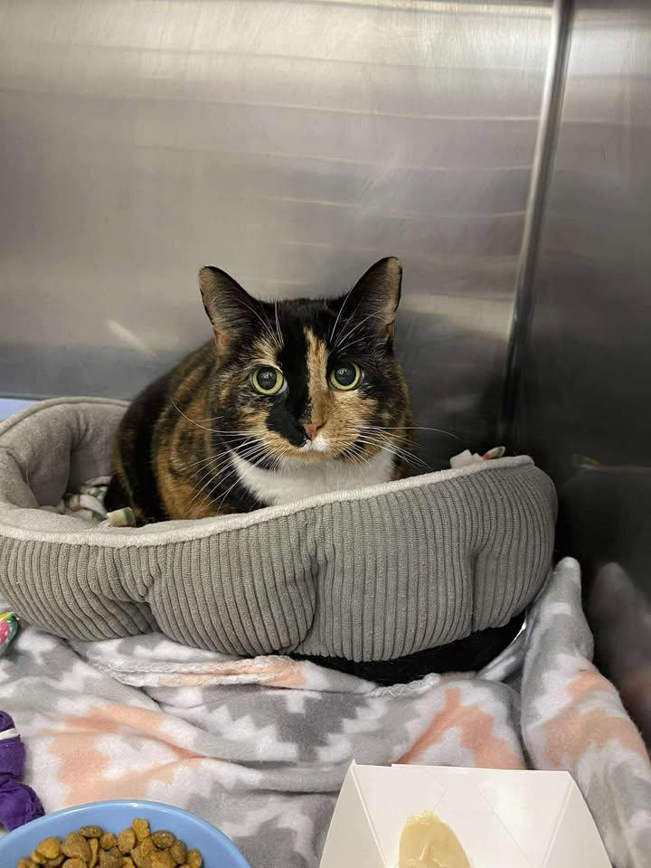 Enlarge Faith, an adopted Domestic Short Hair in Winthrop, ME image 2/2