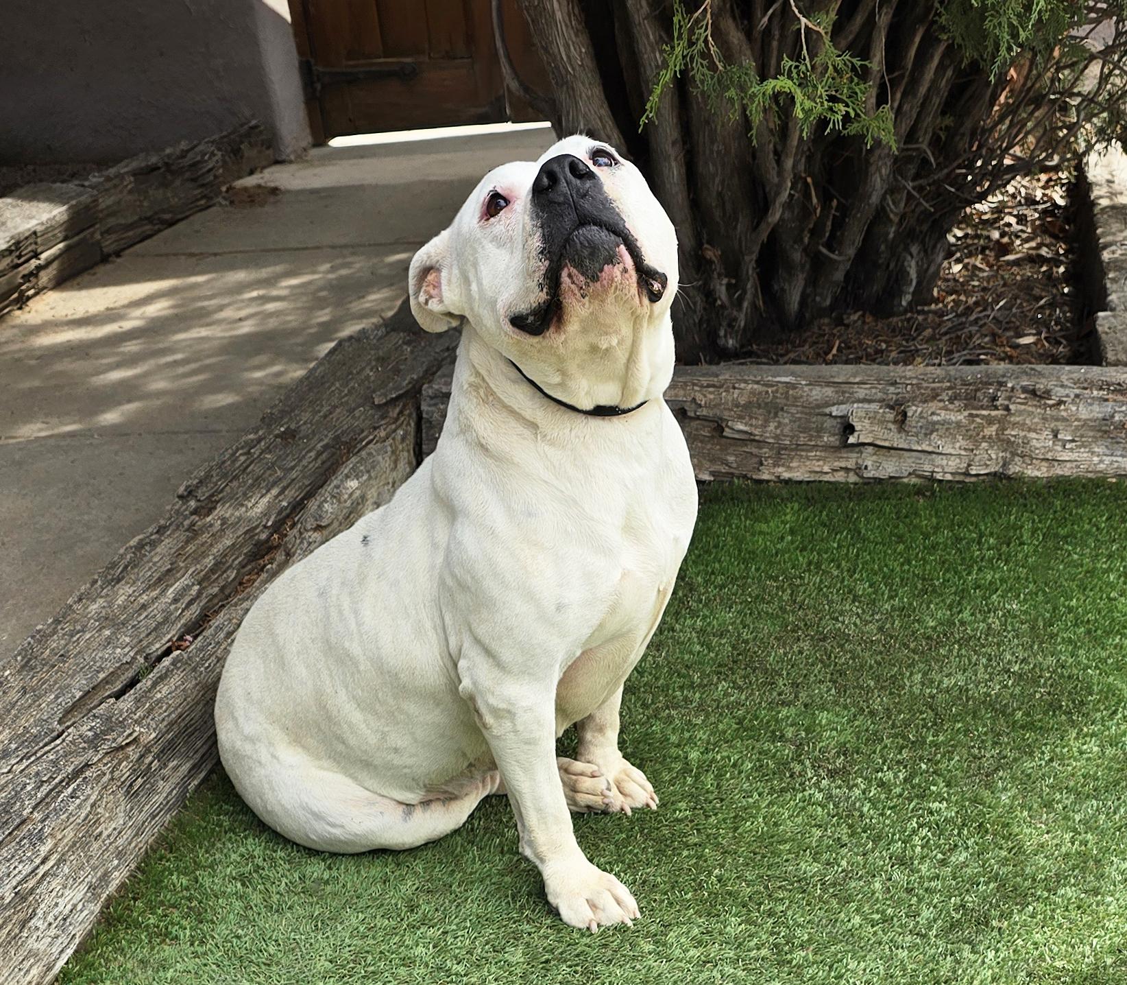Enlarge Heavenly Ms Helena ~ Lovely House Lady !, a Adoptable American Bully in Albuquerque, NM image 2/2
