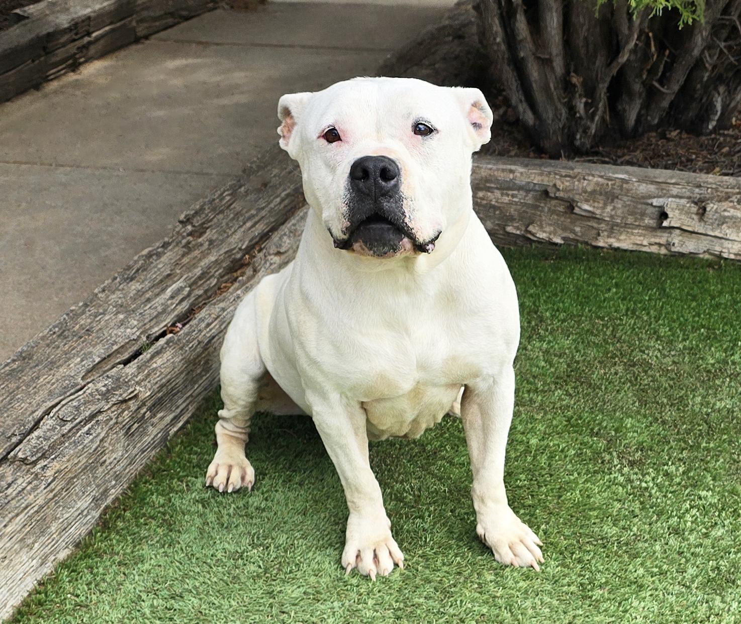 Enlarge Heavenly Ms Helena ~ Lovely House Lady !, a Adoptable American Bully in Albuquerque, NM image 4/4