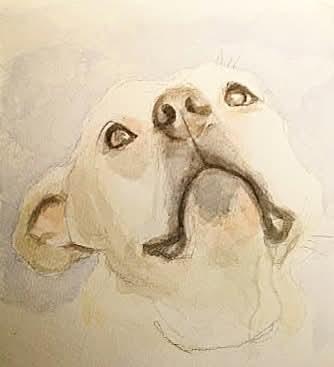 Heavenly Ms Helena ~ Lovely House Lady !, a Adoptable American Bully in Albuquerque, NM image 3/6