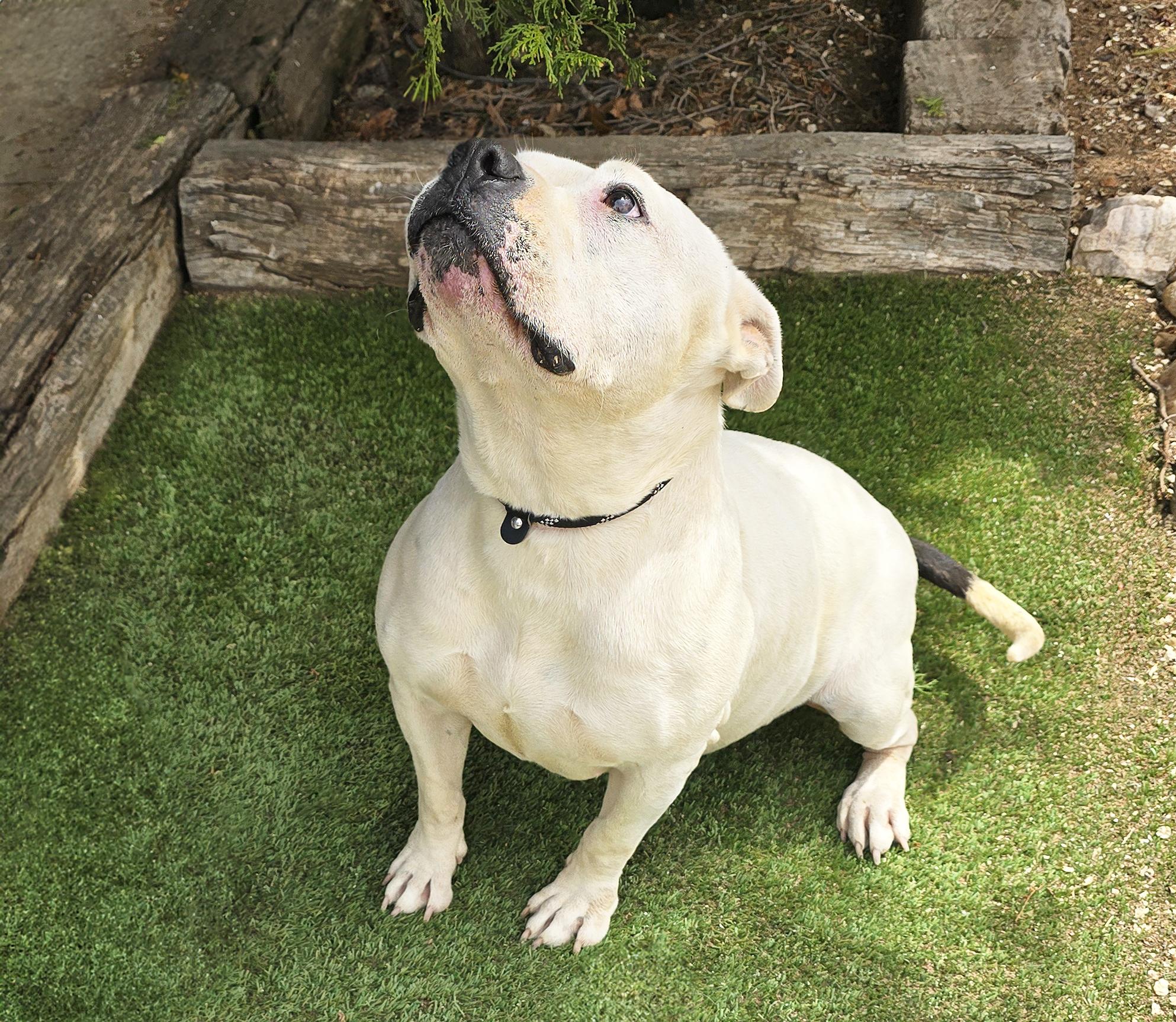 Heavenly Ms Helena ~ Lovely House Lady !, a Adoptable American Bully in Albuquerque, NM image 5/6
