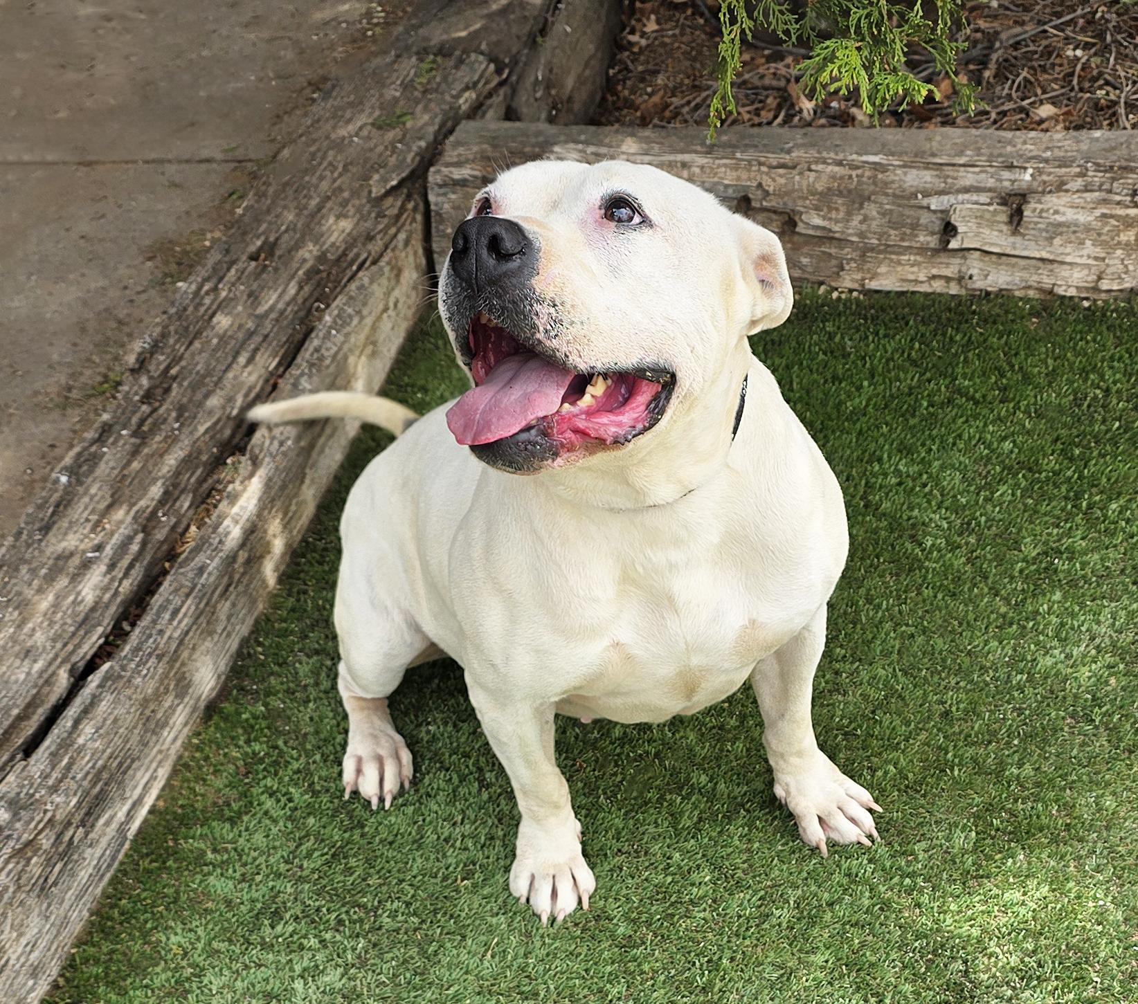 Heavenly Ms Helena ~ Lovely House Lady !, a Adoptable American Bully in Albuquerque, NM image 4/6