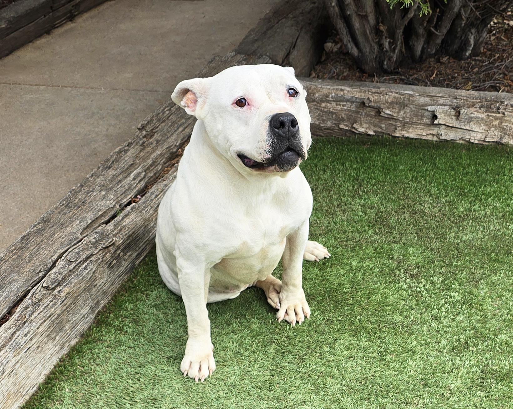 Enlarge Heavenly Ms Helena ~ Lovely House Lady !, a Adoptable American Bully in Albuquerque, NM image 2/4