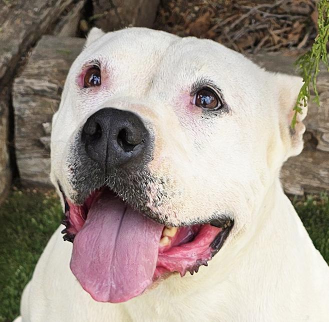 Heavenly Ms Helena ~ Lovely House Lady !, Adoptable, Young Female American Bully.