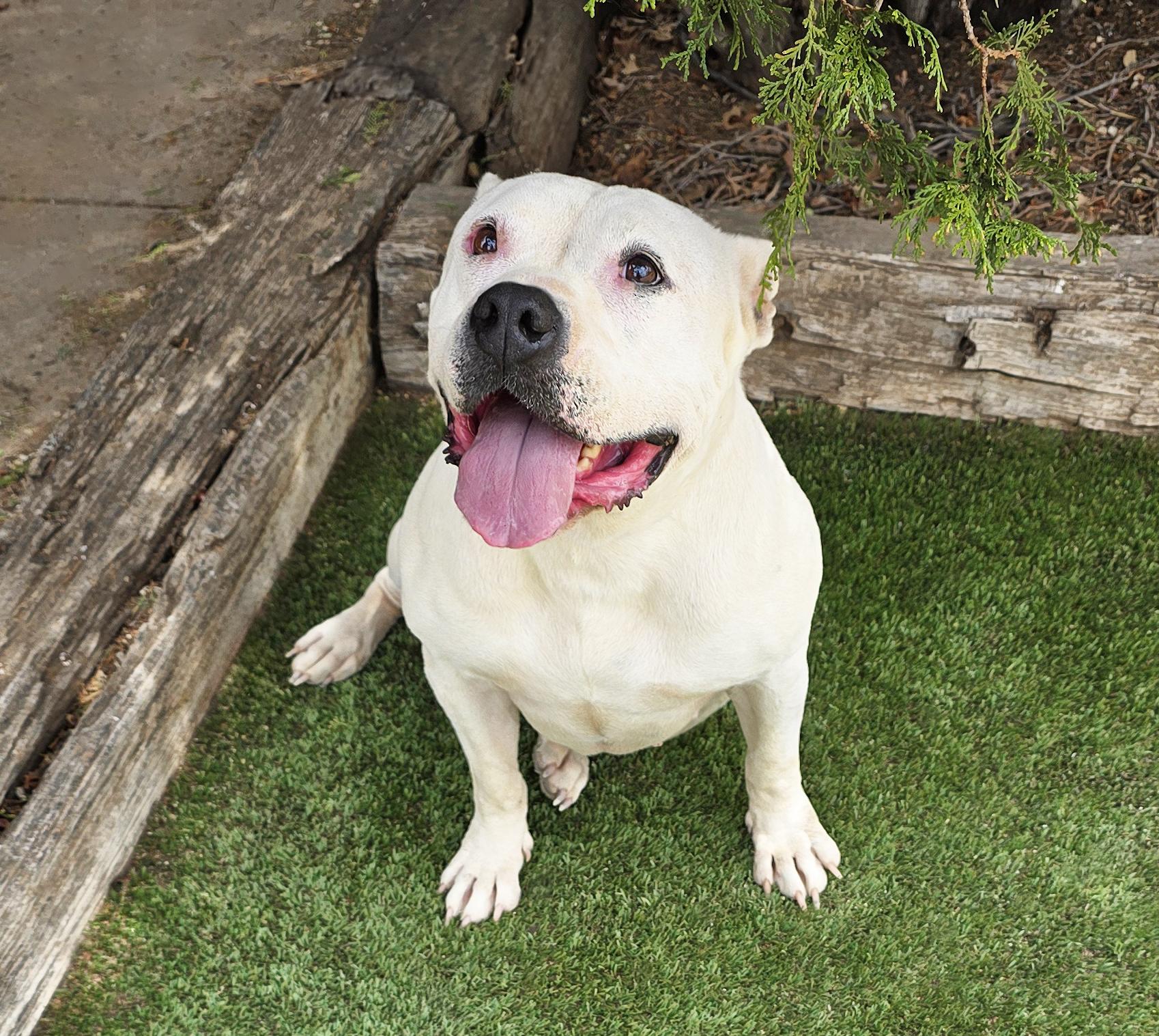 Heavenly Ms Helena ~ Lovely House Lady !, a Adoptable American Bully in Albuquerque, NM image 2/6