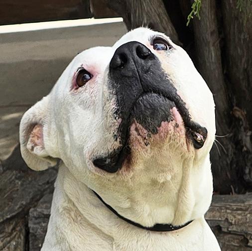 Heavenly Ms Helena ~ Lovely House Lady !, Adoptable, Young Female American Bully.