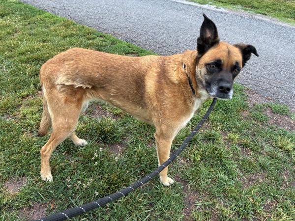 Enlarge Coco, a Adoptable mixed breed in Roanoke, VA image 1/1