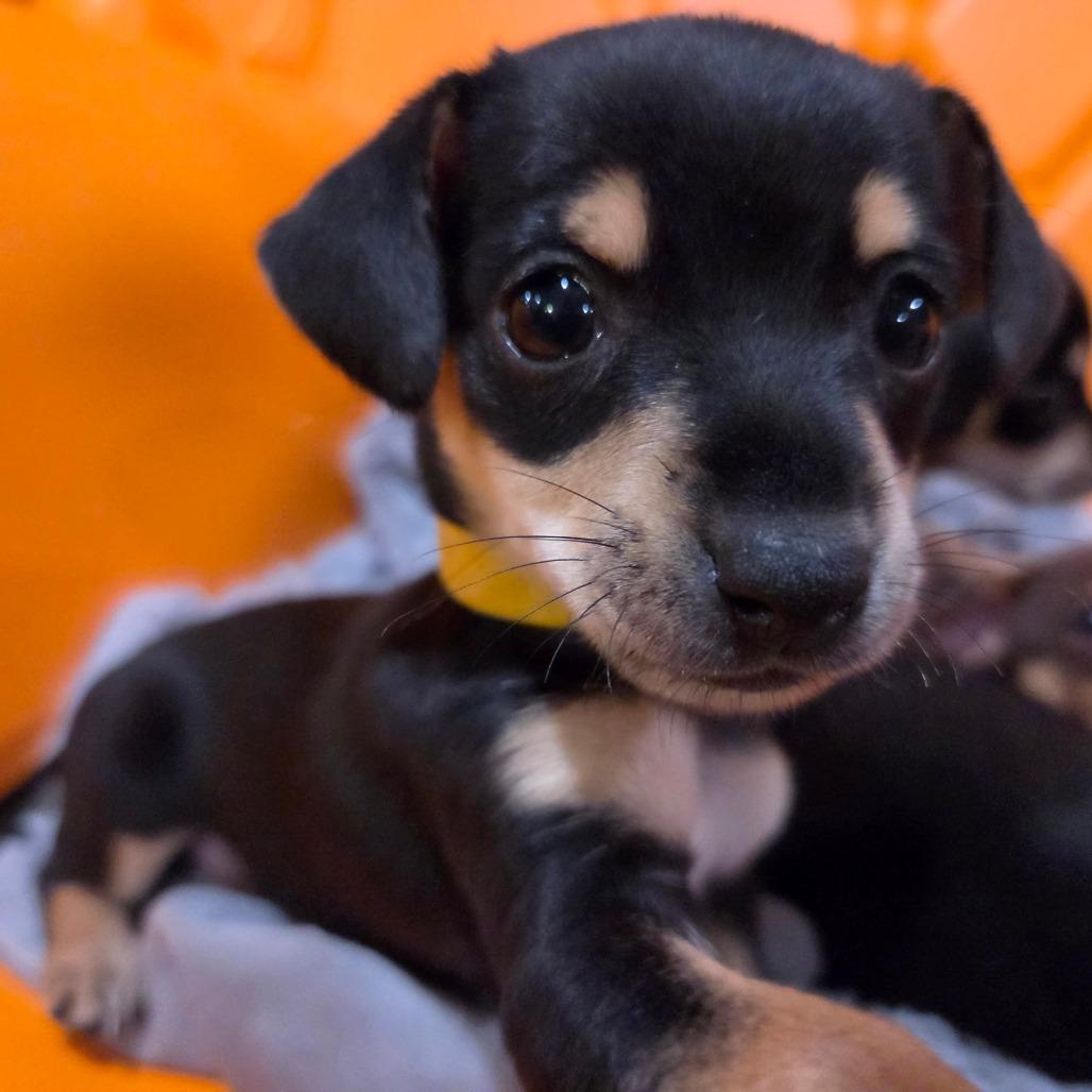 Enlarge Gravitron (yellow), a Adoptable Chihuahua in Redmond, WA image 1/3