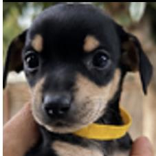 Enlarge Gravitron (yellow), a Adoptable Chihuahua in Redmond, WA image 2/3