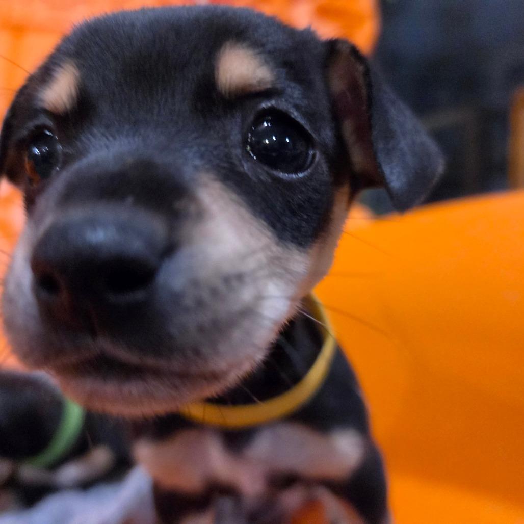 Enlarge Gravitron (yellow), a Adoptable Chihuahua in Redmond, WA image 3/3