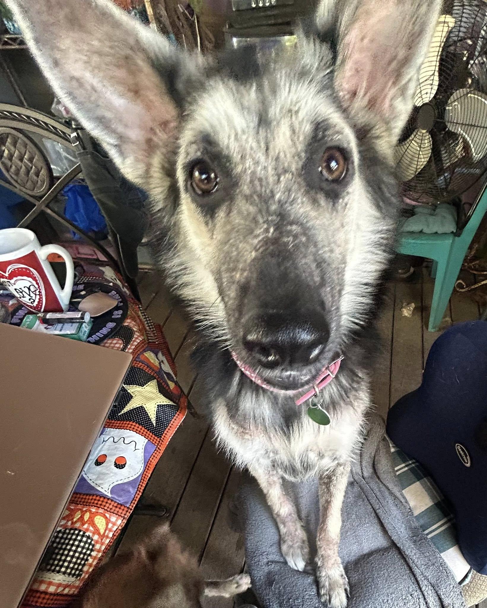 Everleigh, adopted, Young Female Siberian Husky & German Shepherd Dog.