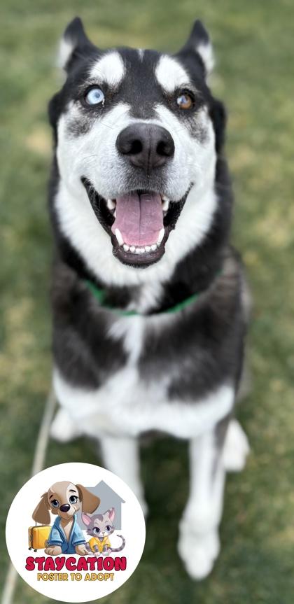 Enlarge Hank, a Adoptable mixed breed in Phoenix, AZ image 1/3