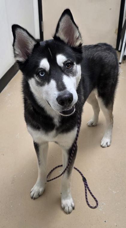 Enlarge Hank, a Adoptable mixed breed in Phoenix, AZ image 2/3