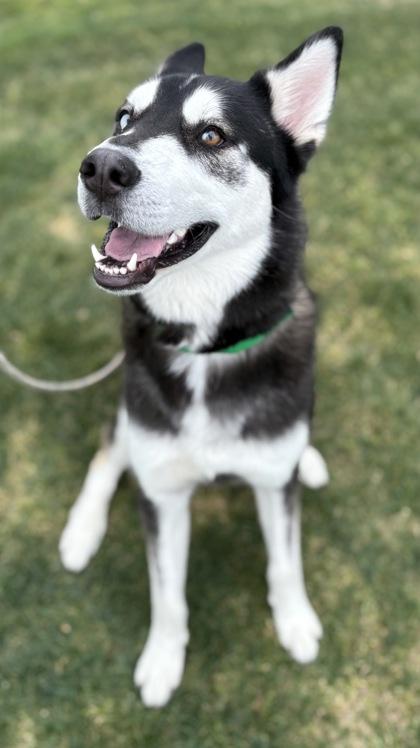 Enlarge Hank, a Adoptable mixed breed in Phoenix, AZ image 3/3