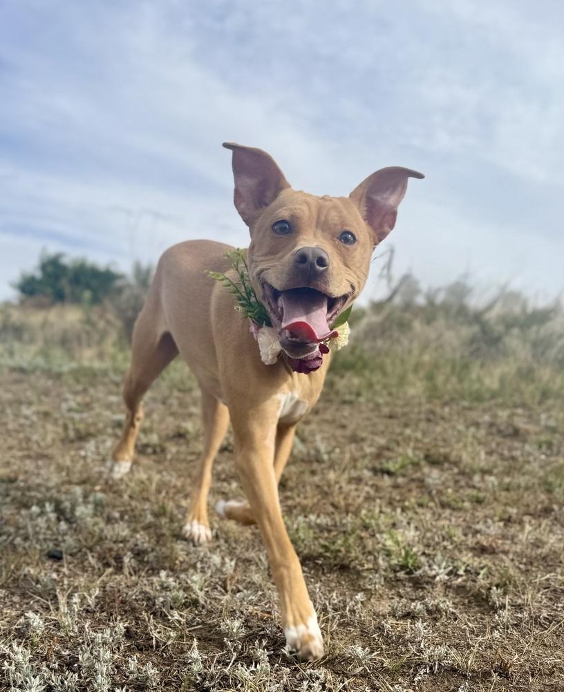 Lindsey2, Adoptable, Puppy Female Pit Bull Terrier & Chihuahua.