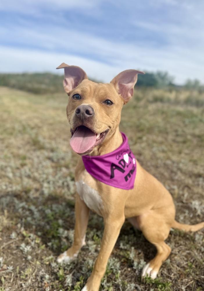 Enlarge Lindsey2, a Adoptable mixed breed in Littleton, CO image 2/6
