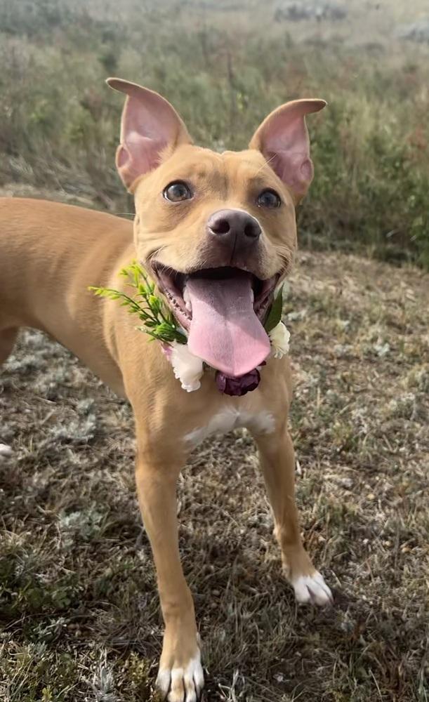 Enlarge Lindsey2, a Adoptable mixed breed in Littleton, CO image 3/6