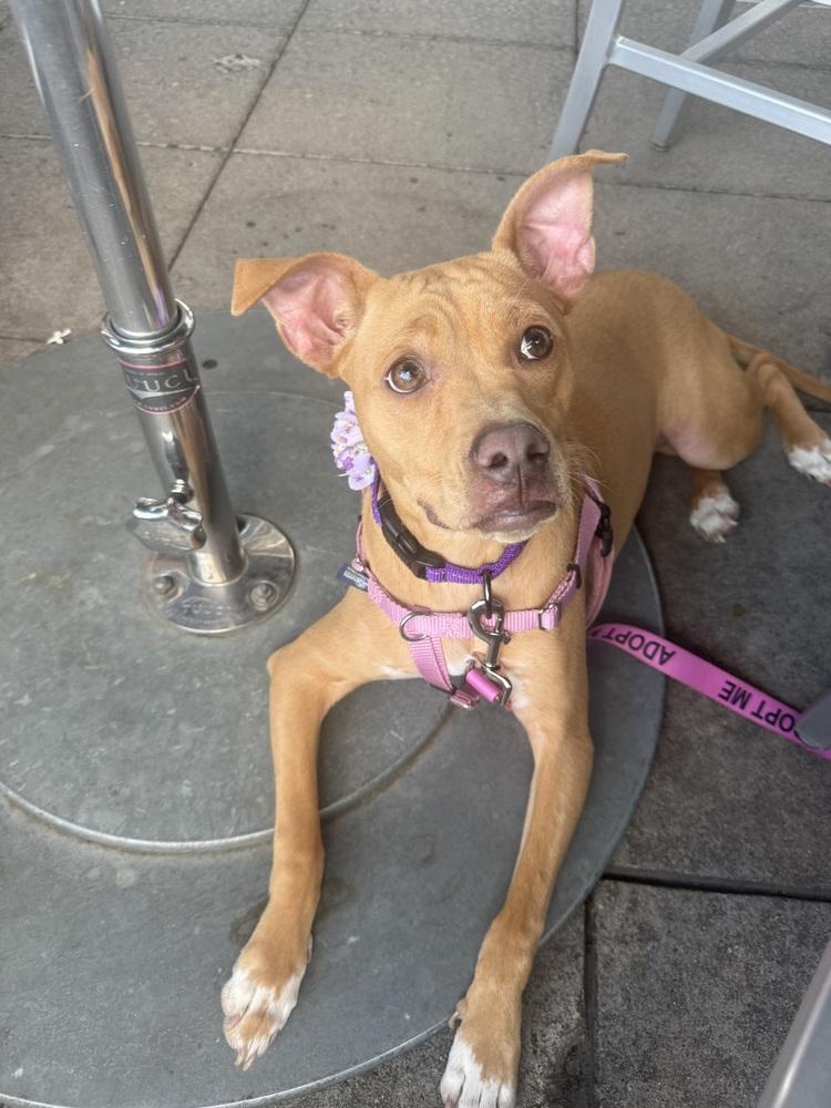 Enlarge Lindsey2, a Adoptable mixed breed in Littleton, CO image 5/6