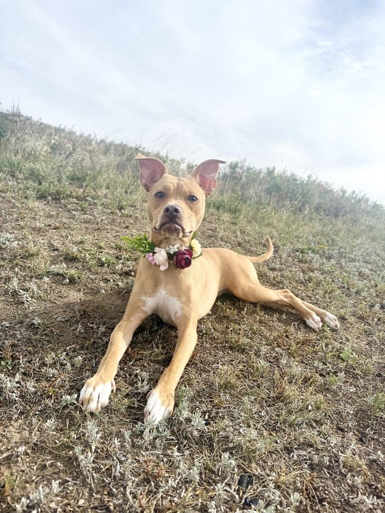 Enlarge Lindsey2, a Adoptable mixed breed in Littleton, CO image 6/6