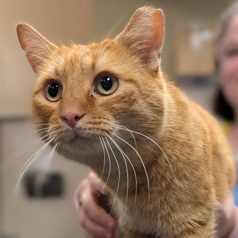 Cheeto, Adoptable, Adult Male Domestic Short Hair.