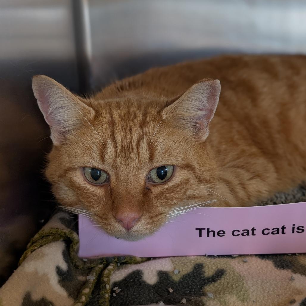 Enlarge Cheeto, a Adoptable Domestic Short Hair in Asheville, NC image 1/1