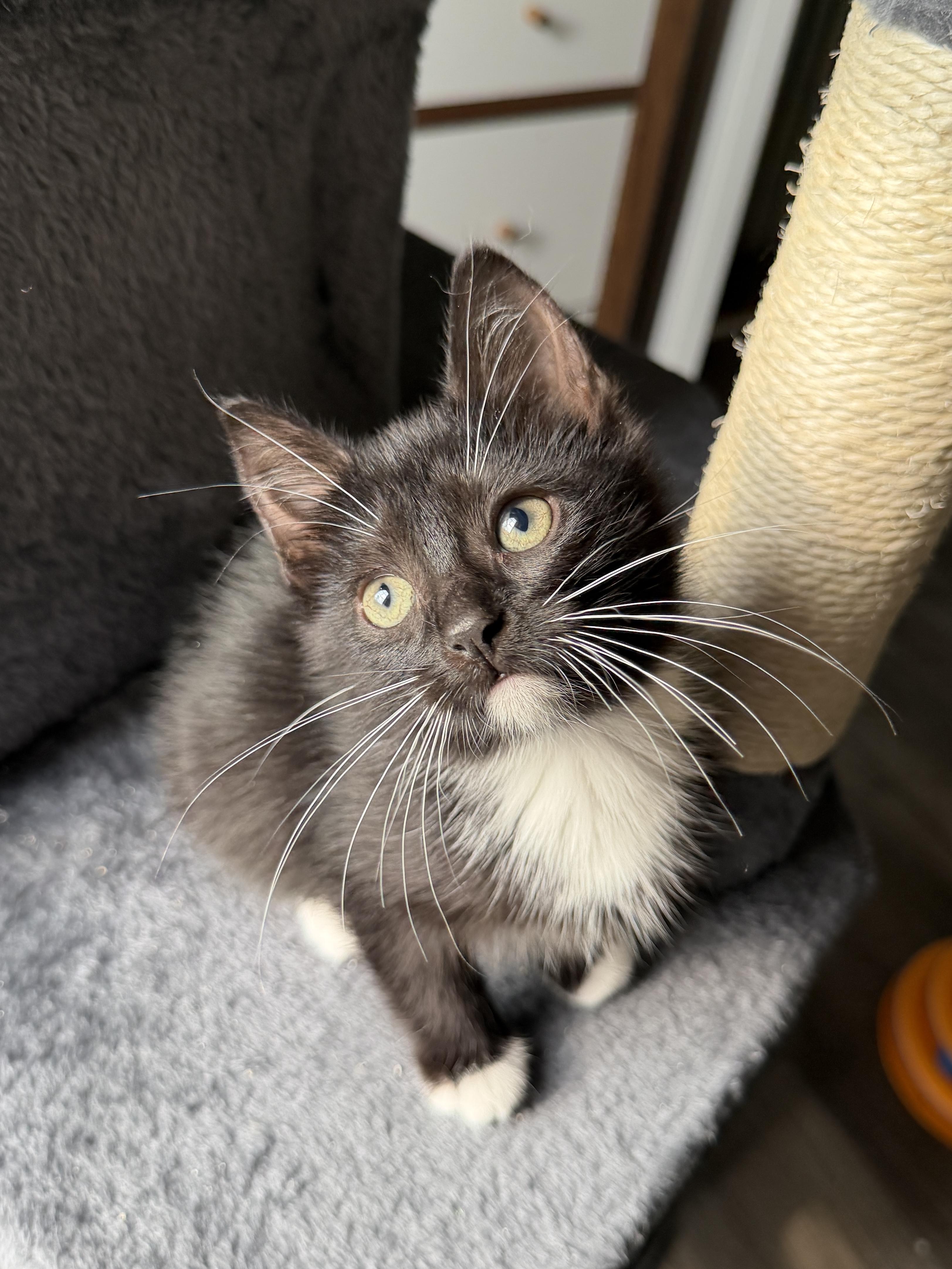 Brenda (bonded pair with Donna), a Adoptable Domestic Short Hair in South Lyon, MI image 3/3