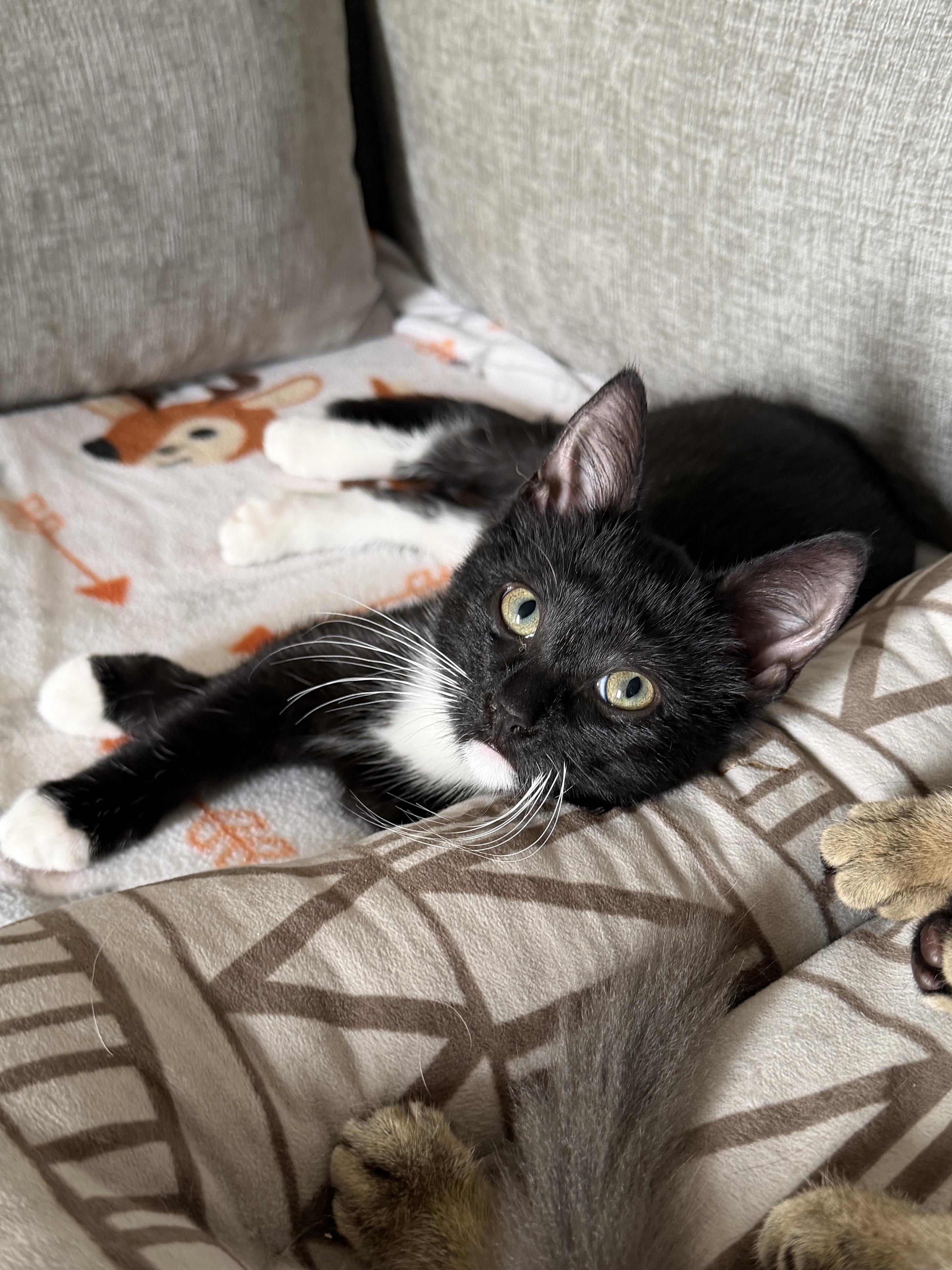 Brenda (bonded pair with Donna), Adoptable, Kitten Female Domestic Short Hair.