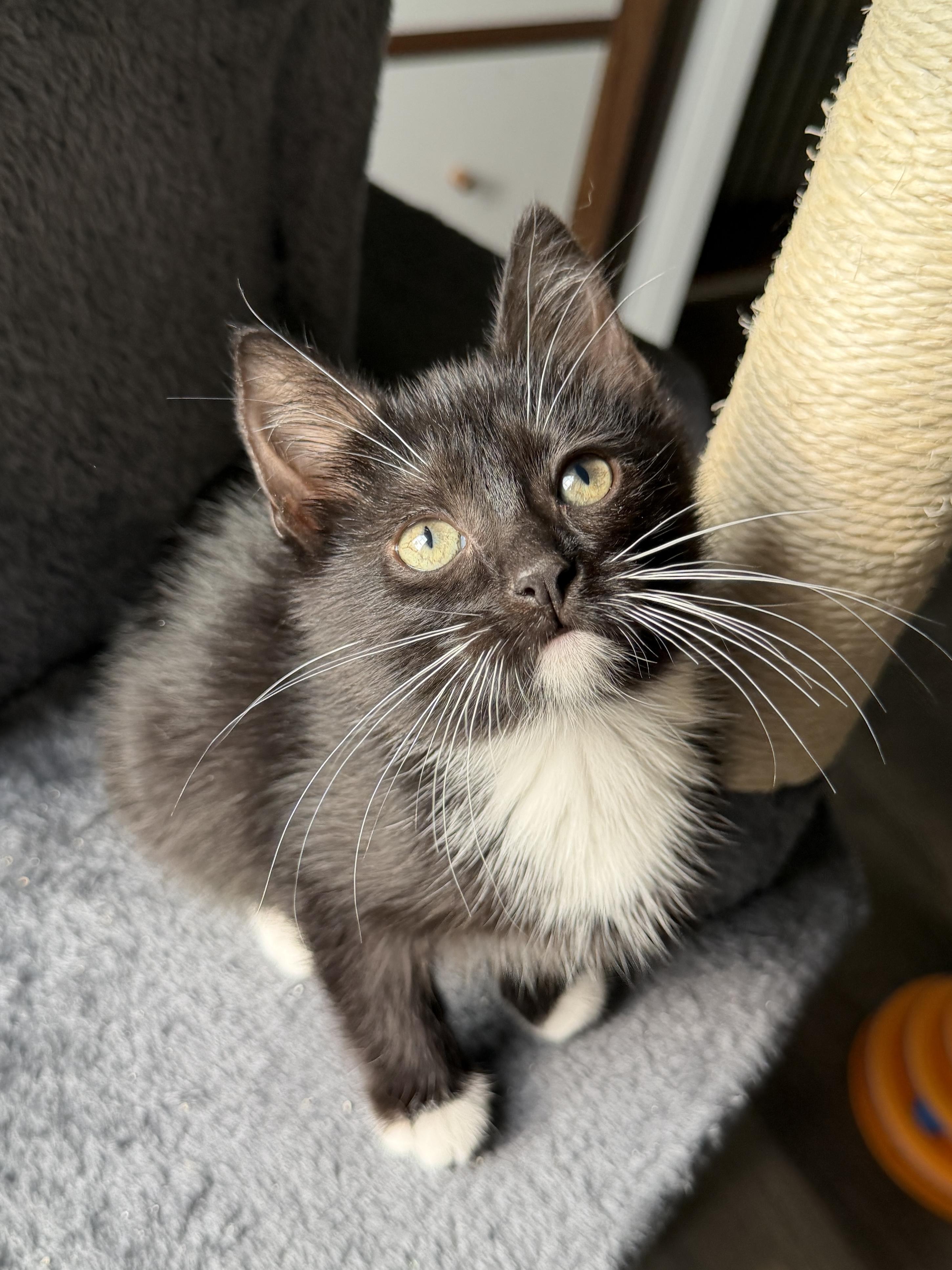 Brenda (bonded pair with Donna), a Adoptable Domestic Short Hair in South Lyon, MI image 2/3