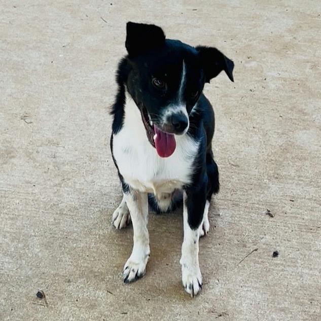 Hei Hei, Adoptable, Adult Male Border Collie & Chihuahua.