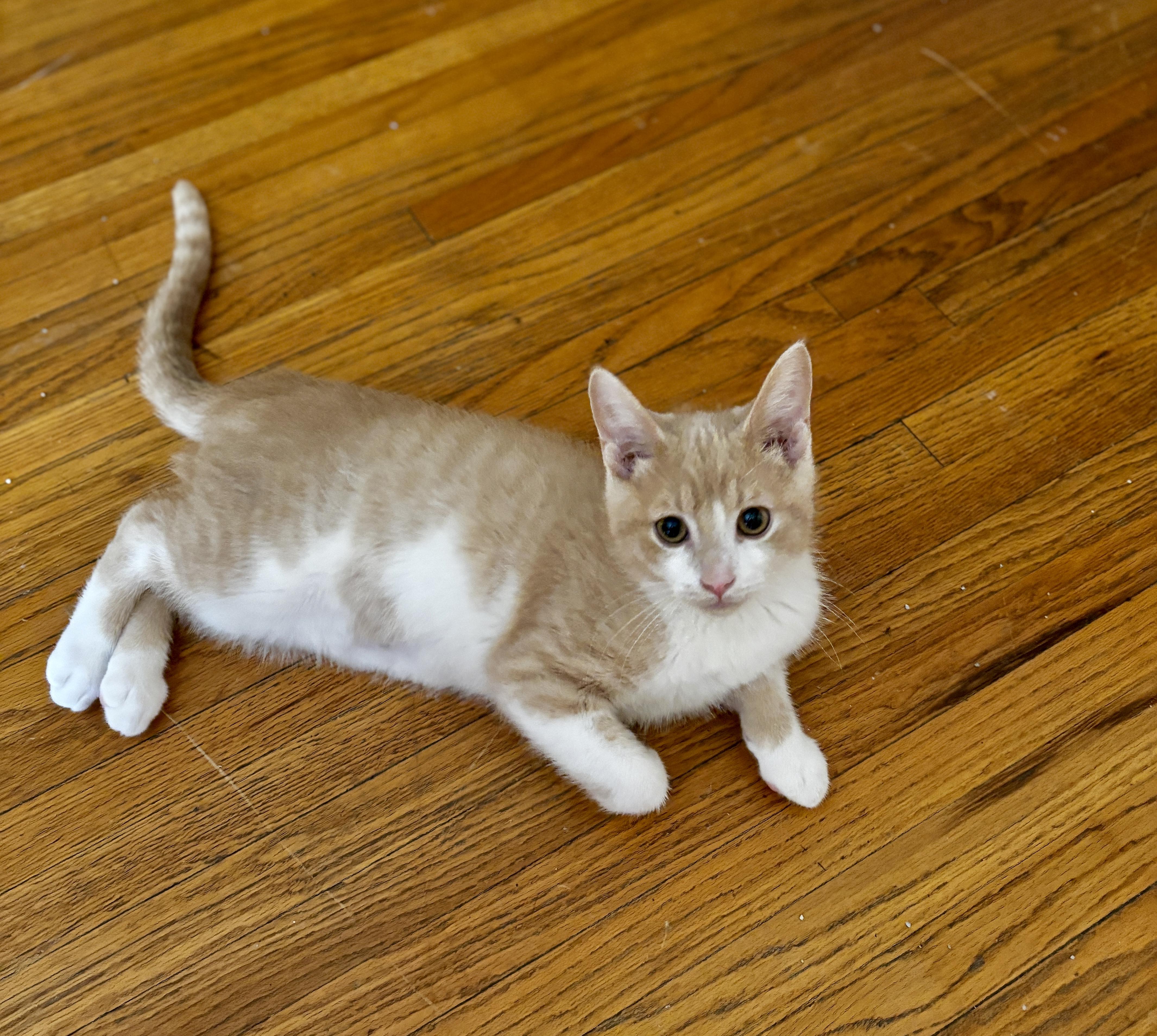 UTAH, adoptable, Kitten Male Domestic Short Hair.