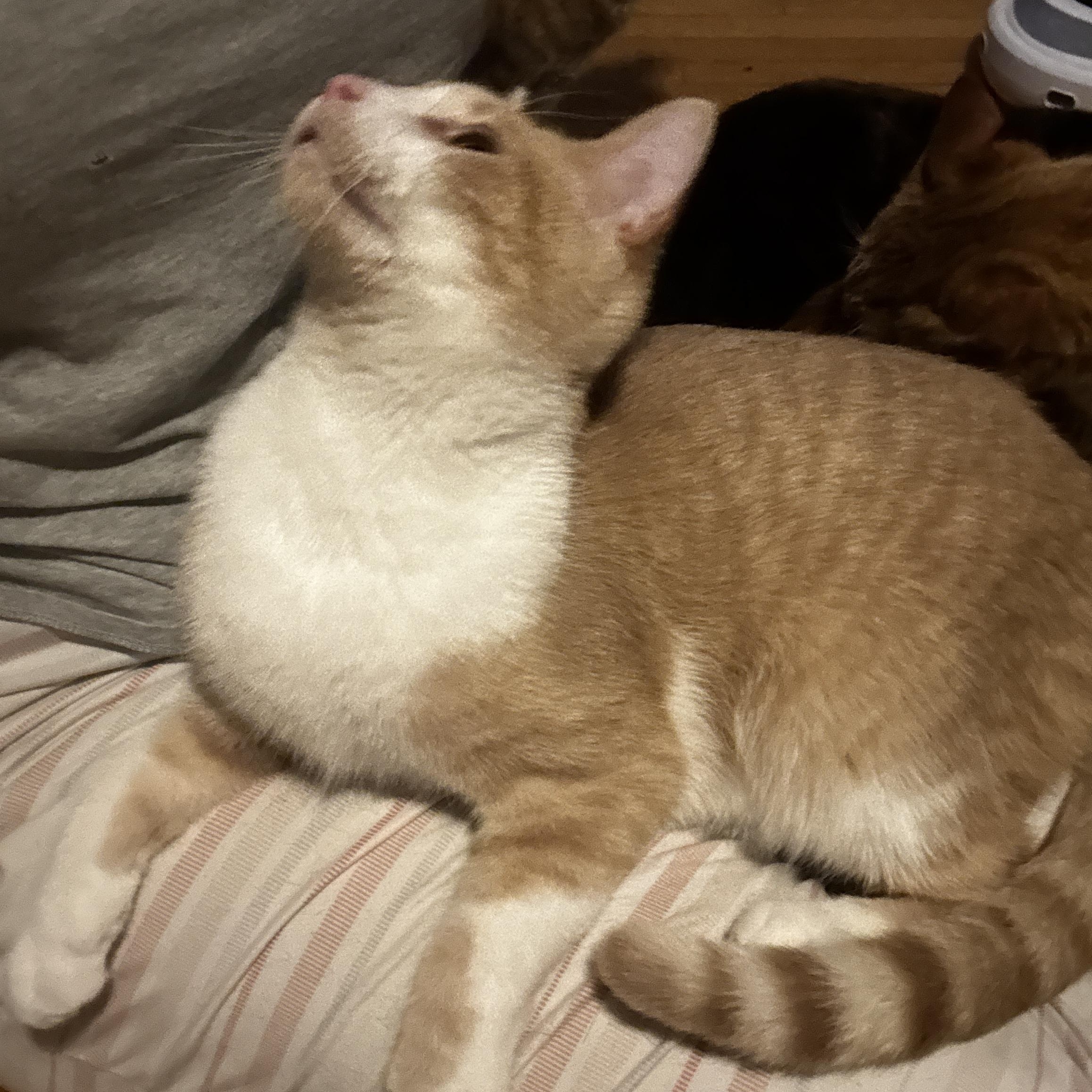 Enlarge UTAH, an adoptable Domestic Short Hair in Shakespeare, ON image 2/6