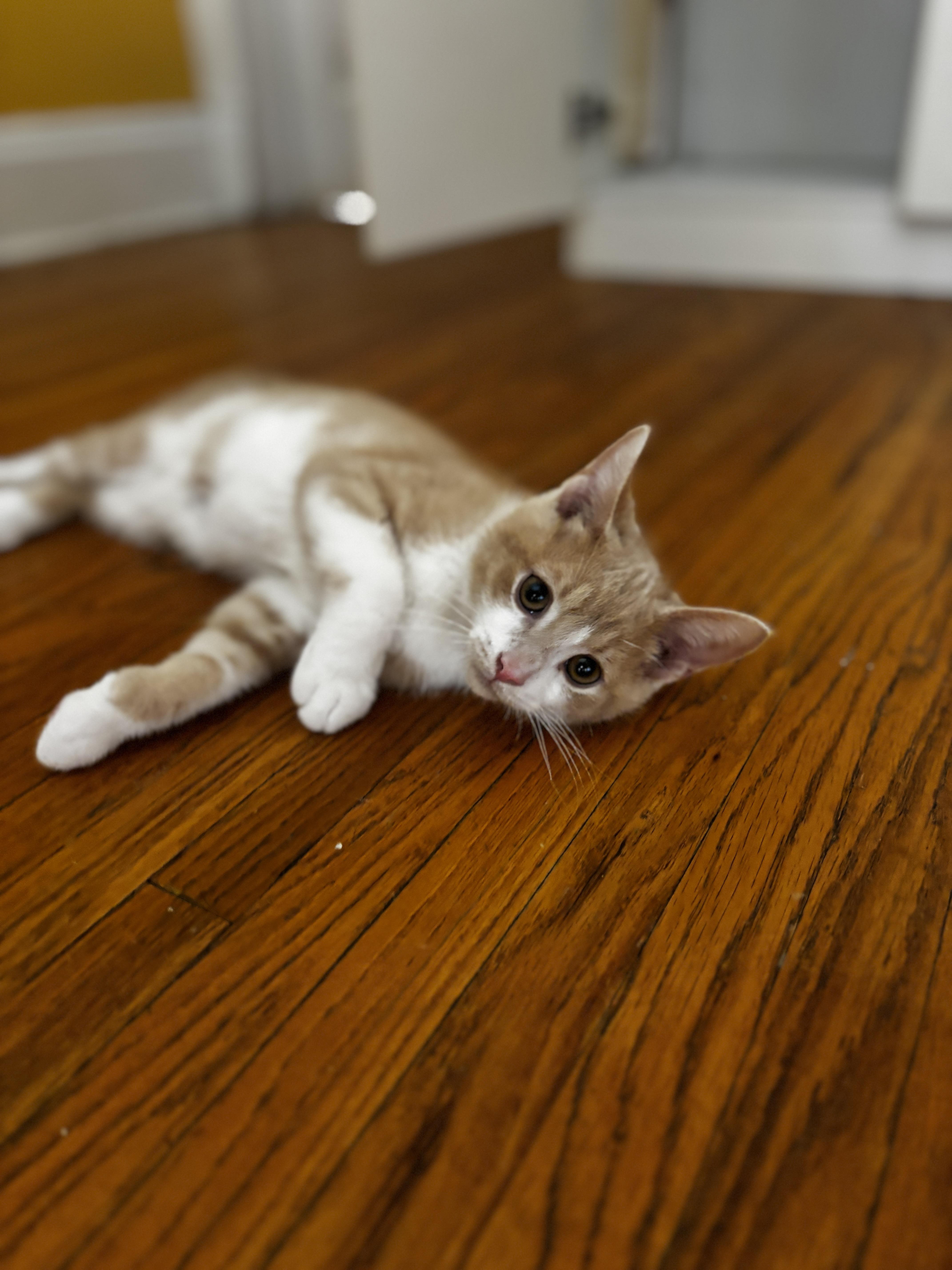 Enlarge UTAH, an adoptable Domestic Short Hair in Shakespeare, ON image 3/6