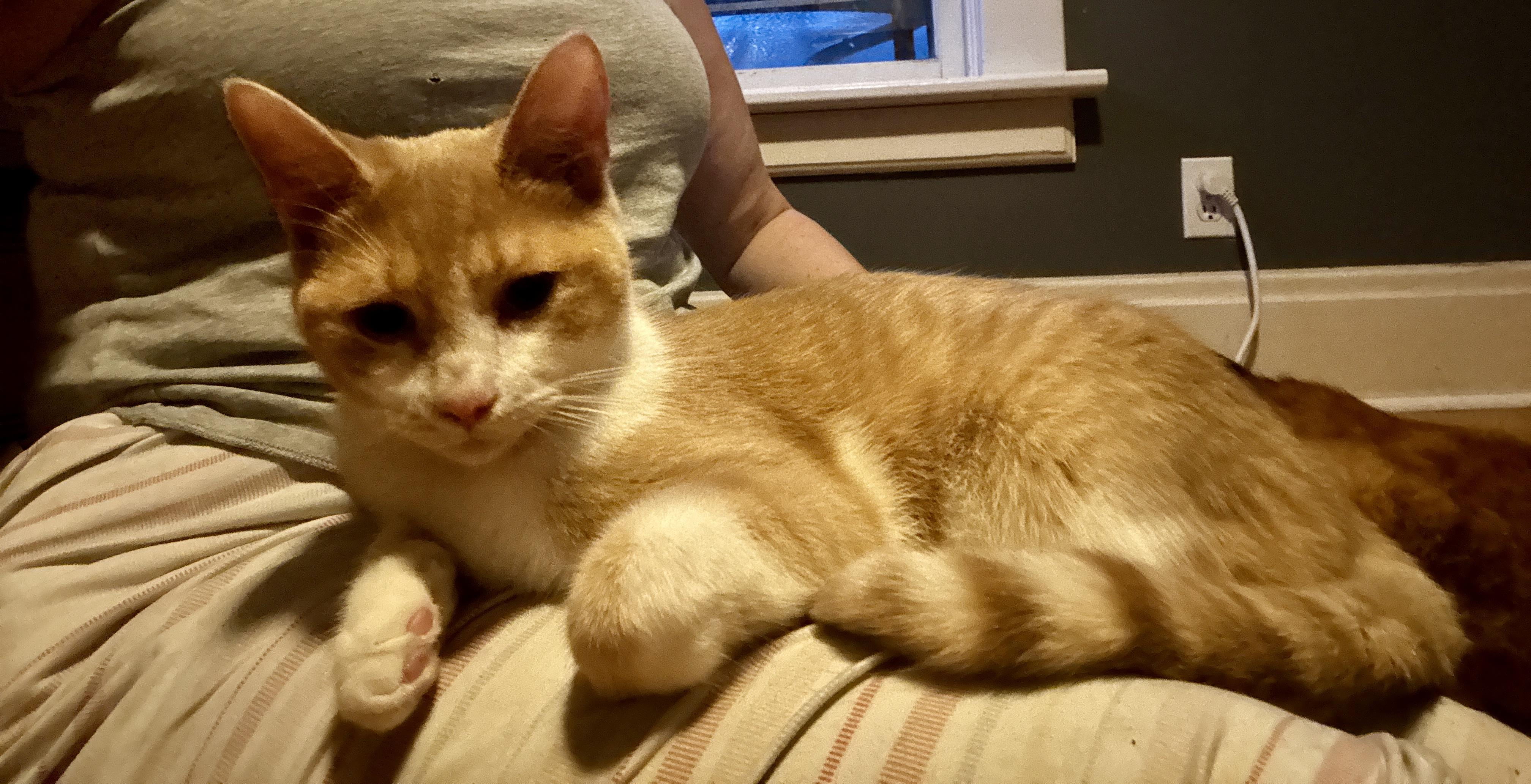 Enlarge UTAH, an adoptable Domestic Short Hair in Shakespeare, ON image 4/6