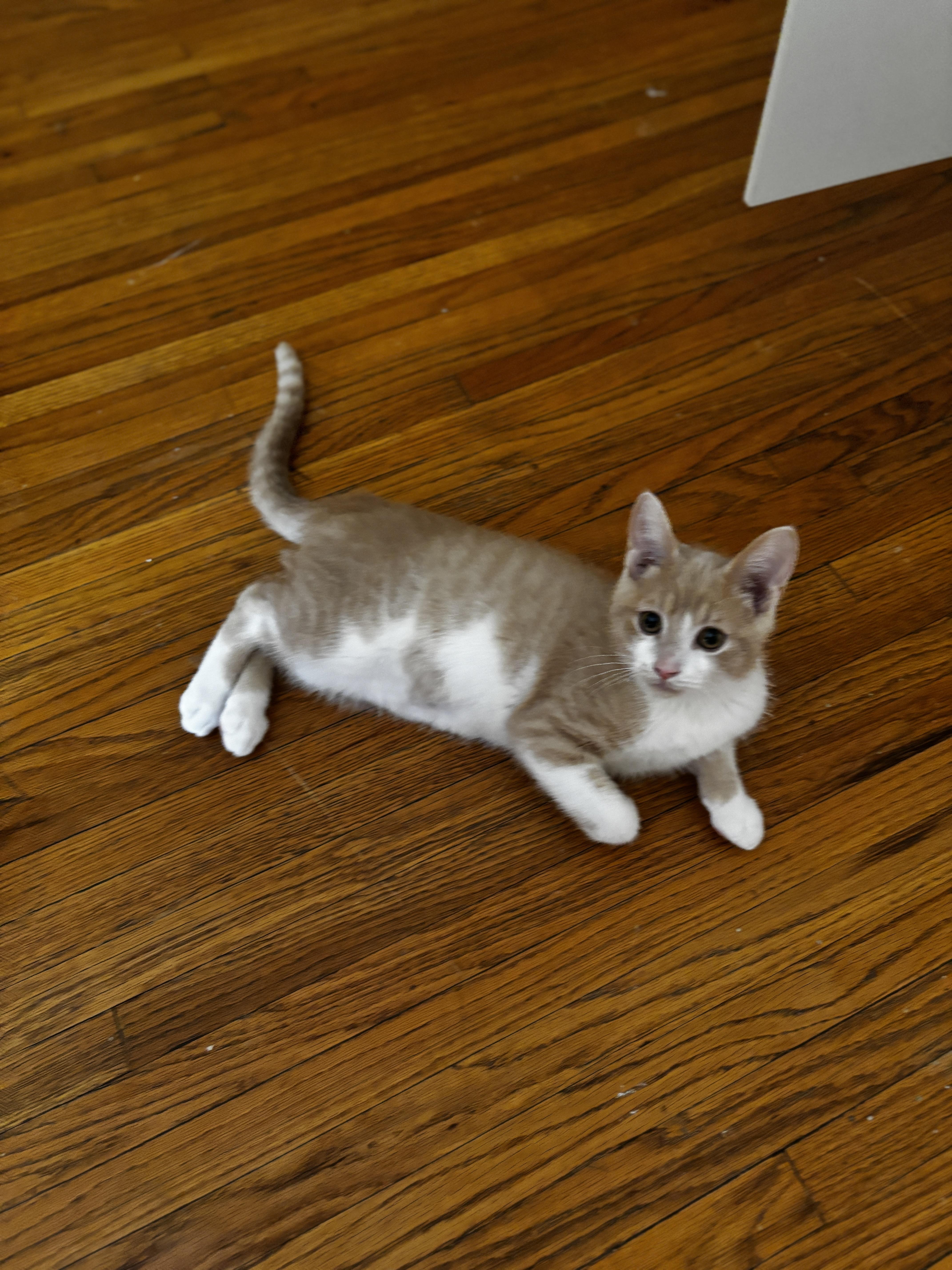 Enlarge UTAH, an adoptable Domestic Short Hair in Shakespeare, ON image 5/6