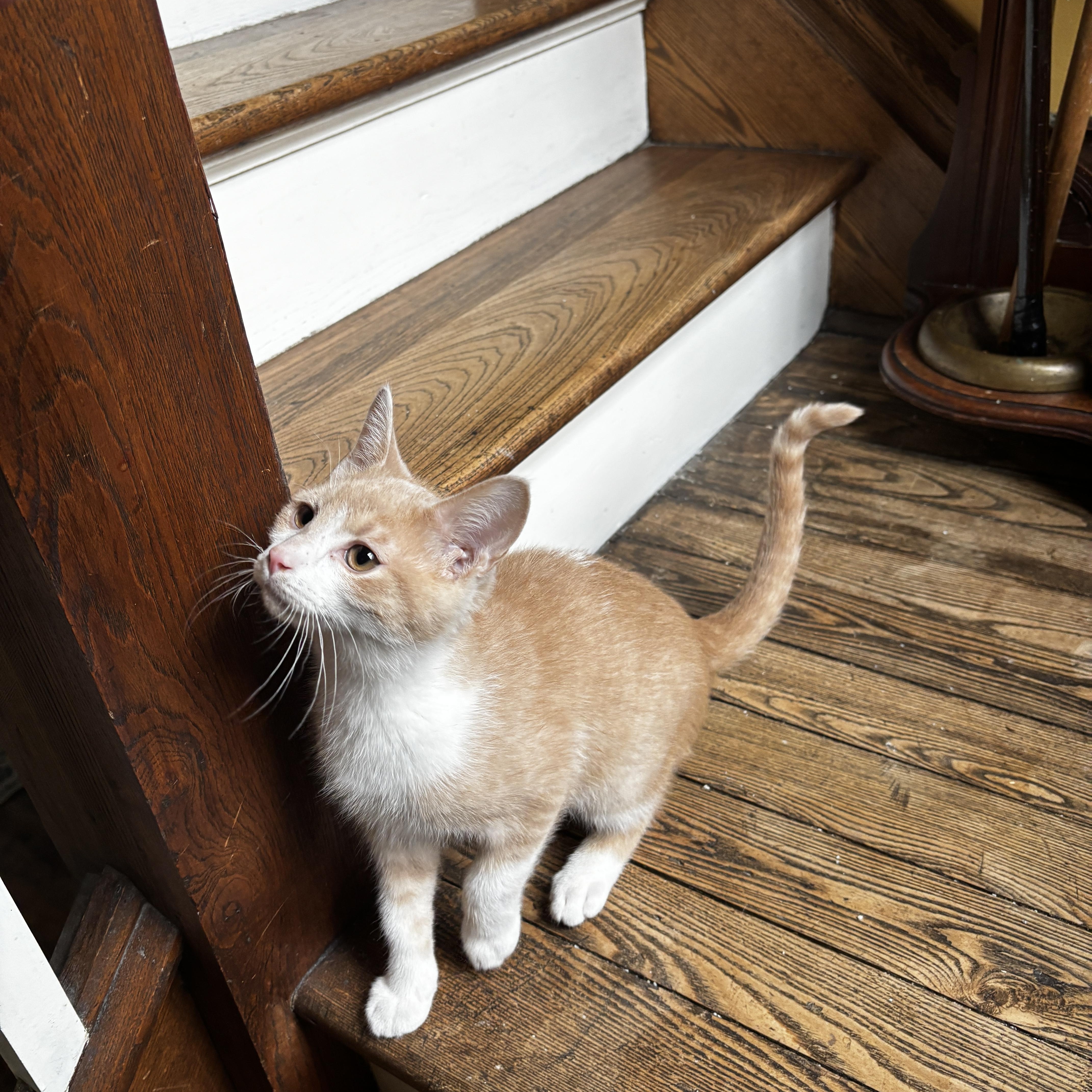 Enlarge UTAH, an adoptable Domestic Short Hair in Shakespeare, ON image 6/6