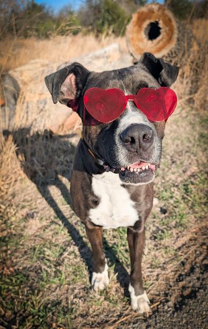 Enlarge SHELDON, a Adoptable mixed breed in Oklahoma City, OK image 1/1