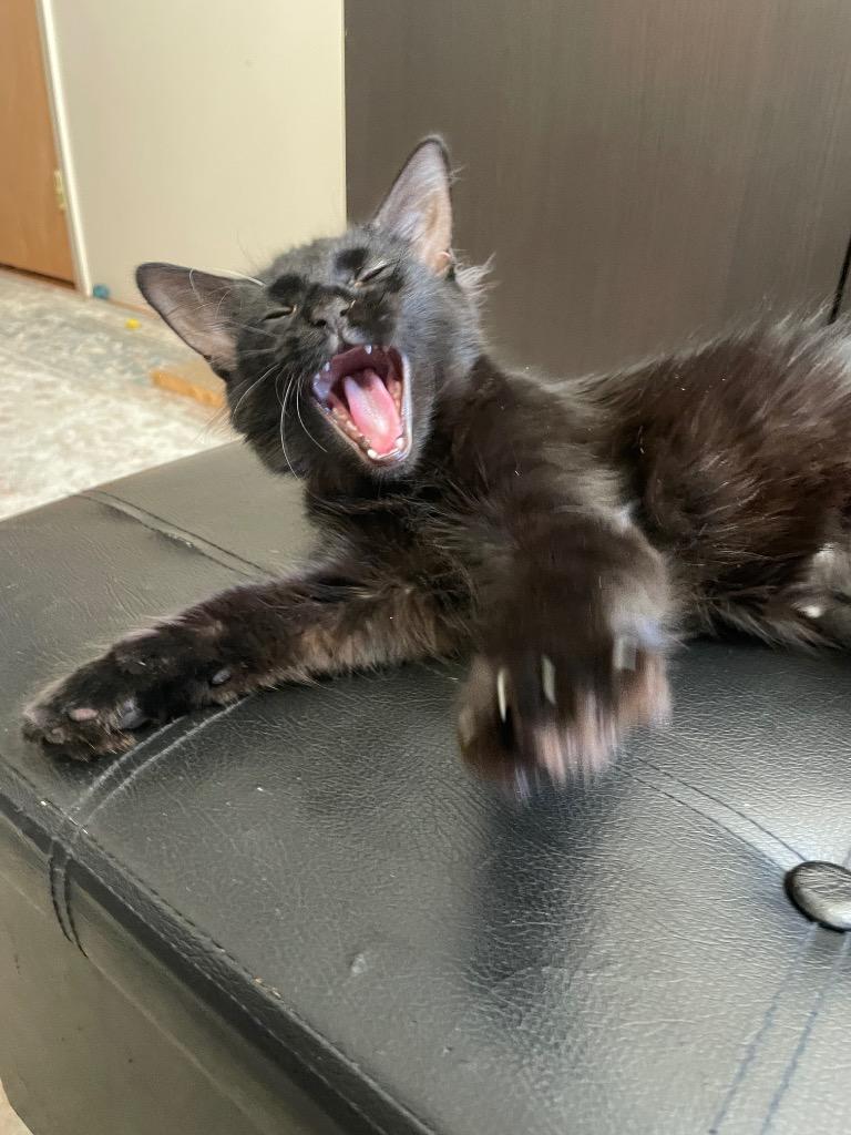 Orchid (and Lilly), Adoptable, Kitten Female Domestic Long Hair.