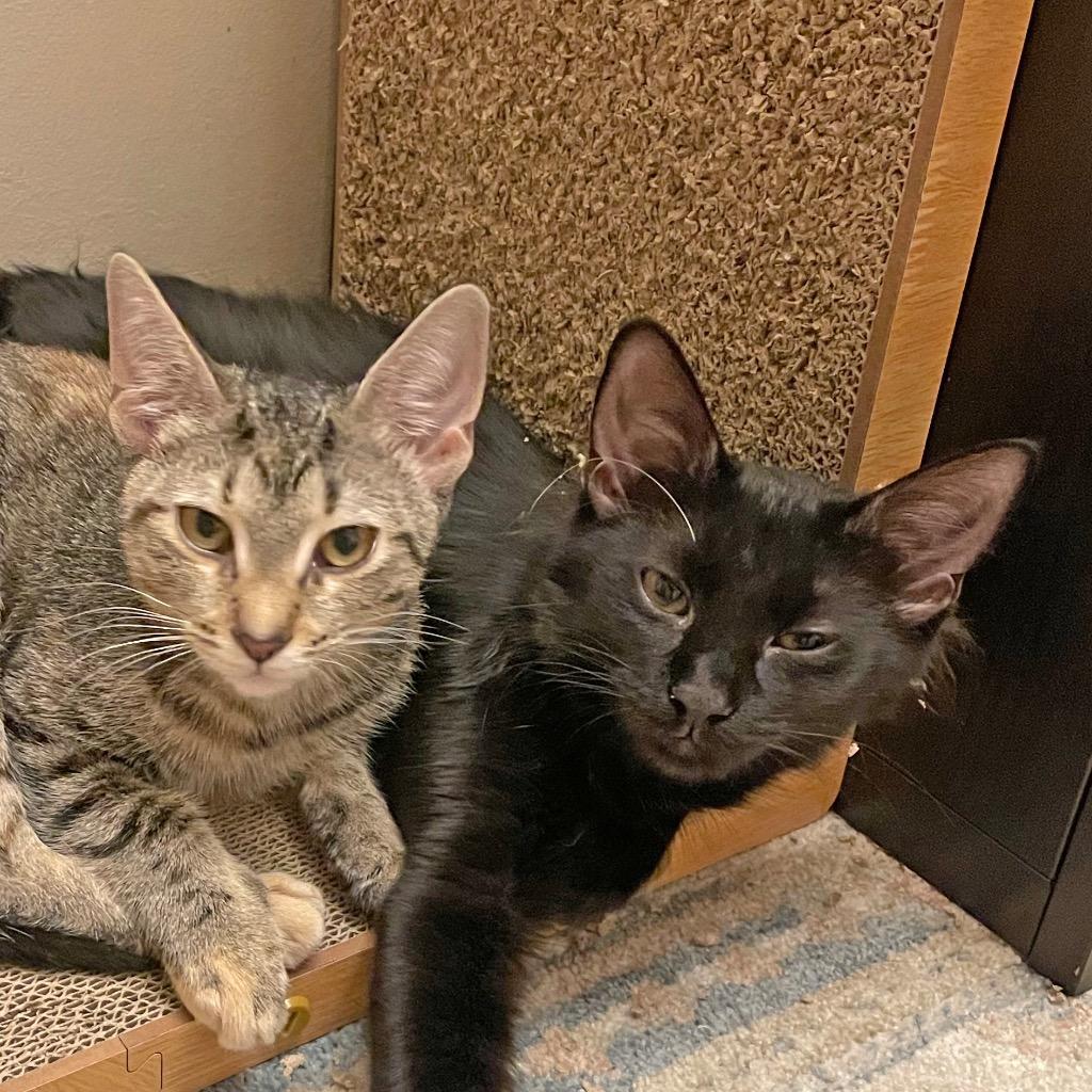 Enlarge Orchid (and Lilly), a Adoptable mixed breed in New York, NY image 6/6