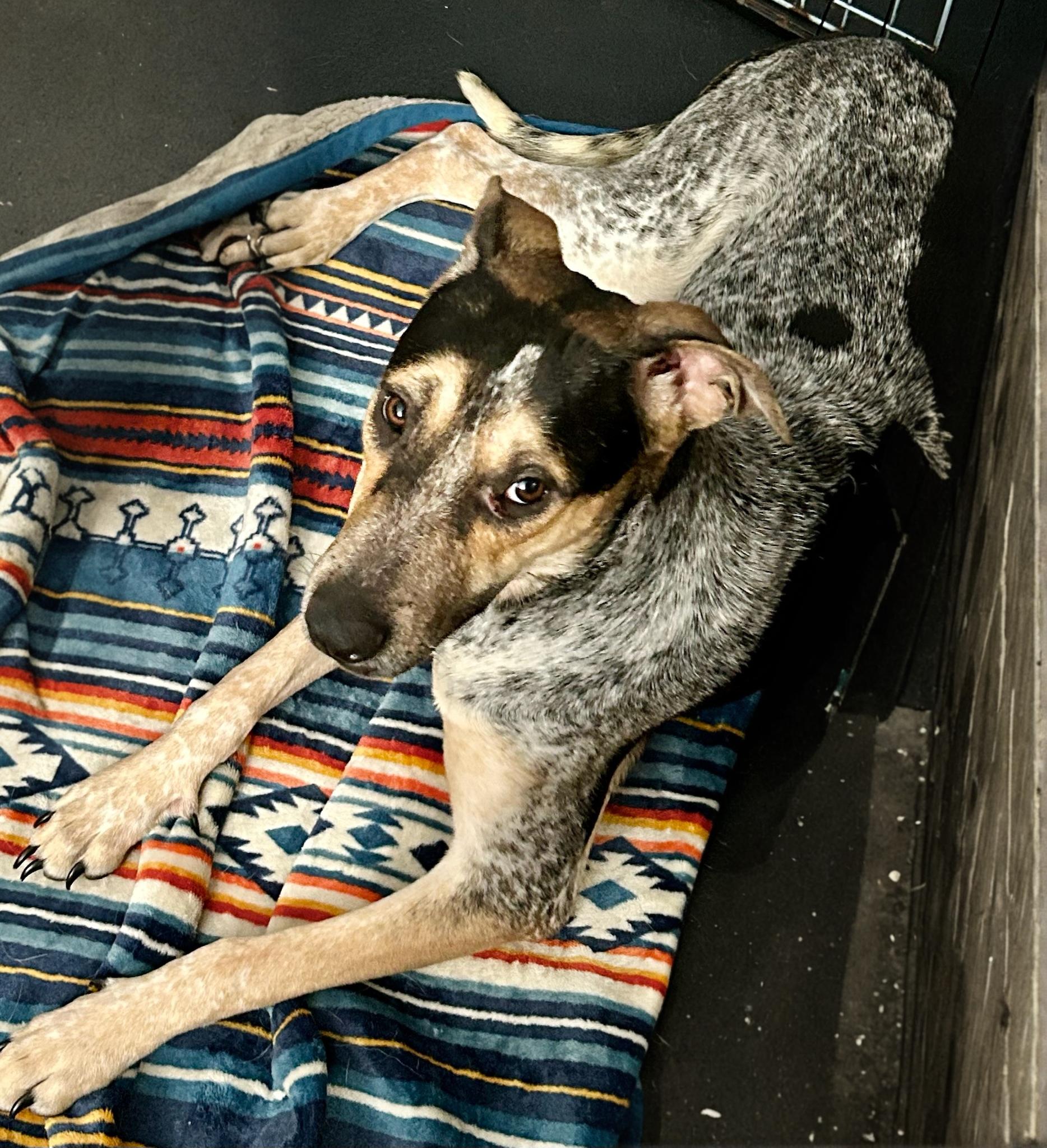 Amanda, Adoptable, Young Female Cattle Dog.