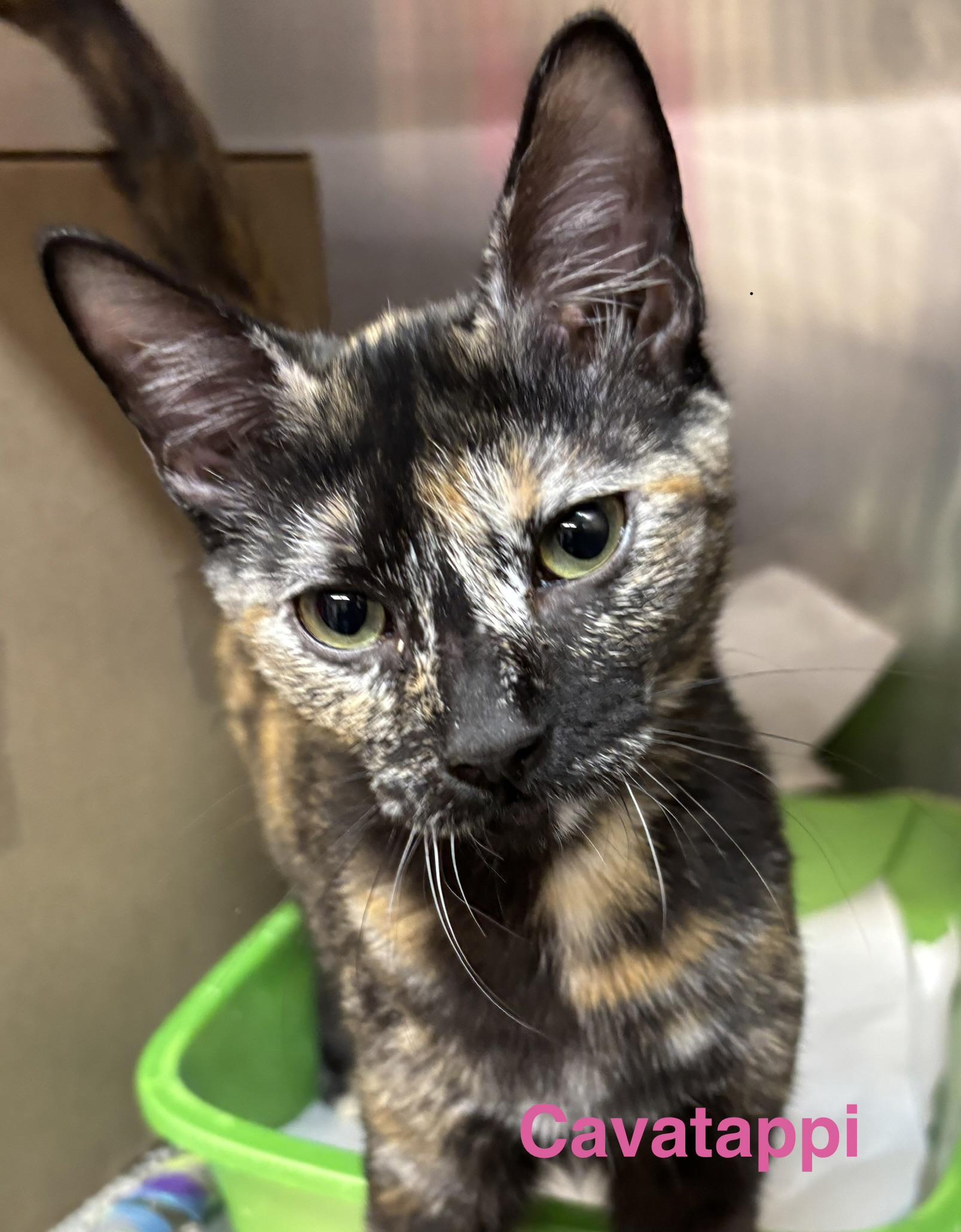 Cavatappi, Adoptable, Kitten Female Tortoiseshell.
