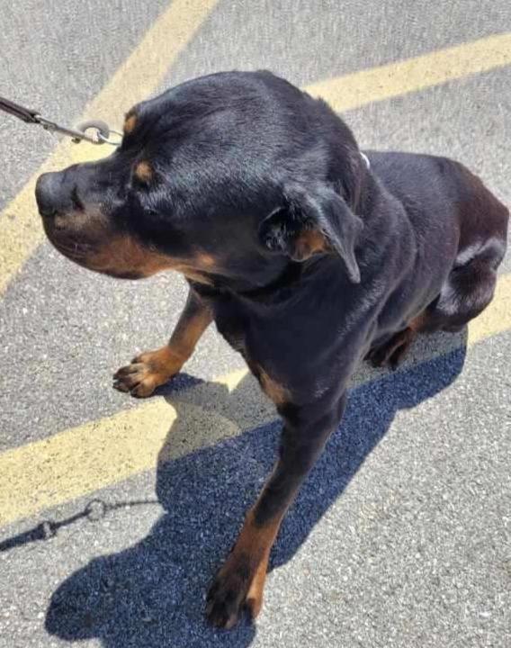 Enlarge REMY, a ADOPTABLE Rottweiler in Oswego, IL image 2/3