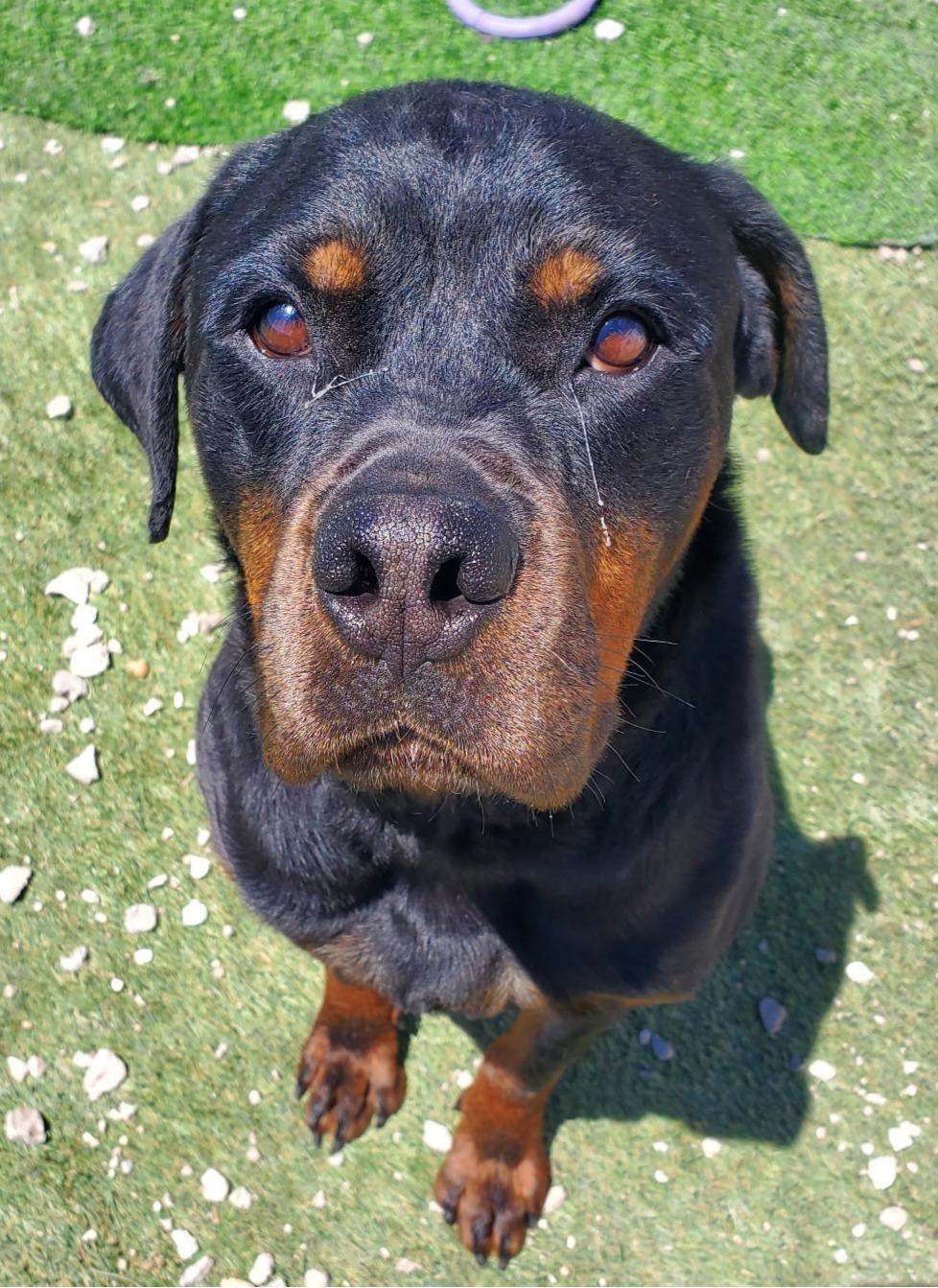 Enlarge REMY, a ADOPTABLE Rottweiler in Oswego, IL image 1/3