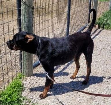 Enlarge REMY, a ADOPTABLE Rottweiler in Oswego, IL image 3/3