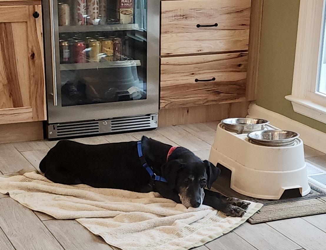 Bandit, Adopted, Senior Male Bluetick Coonhound & English Pointer.