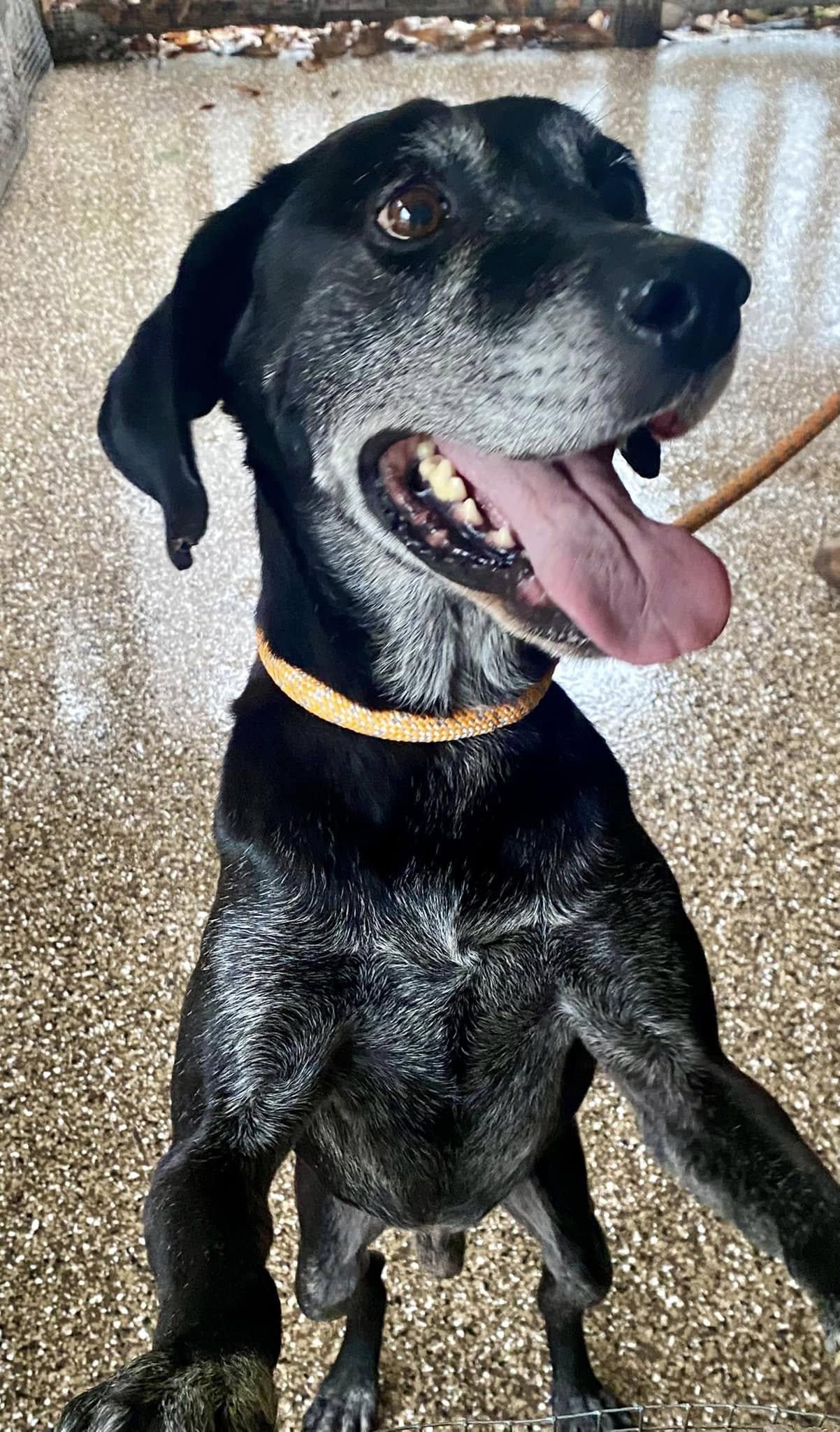 Enlarge Bandit, a Adopted mixed breed in Clinton, TN image 2/4