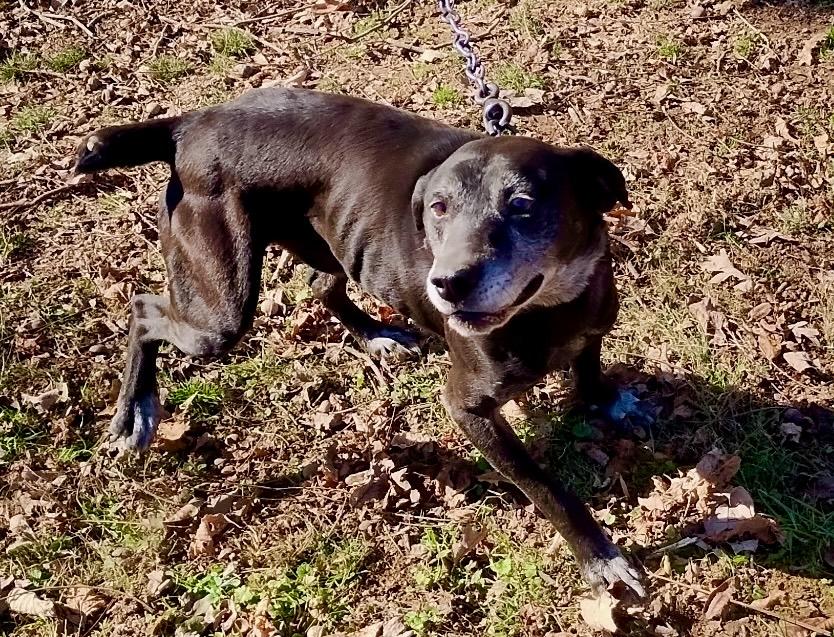 Enlarge Bandit, a Adopted mixed breed in Clinton, TN image 3/4