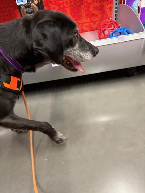 Enlarge Bandit, a Adopted mixed breed in Clinton, TN image 4/4