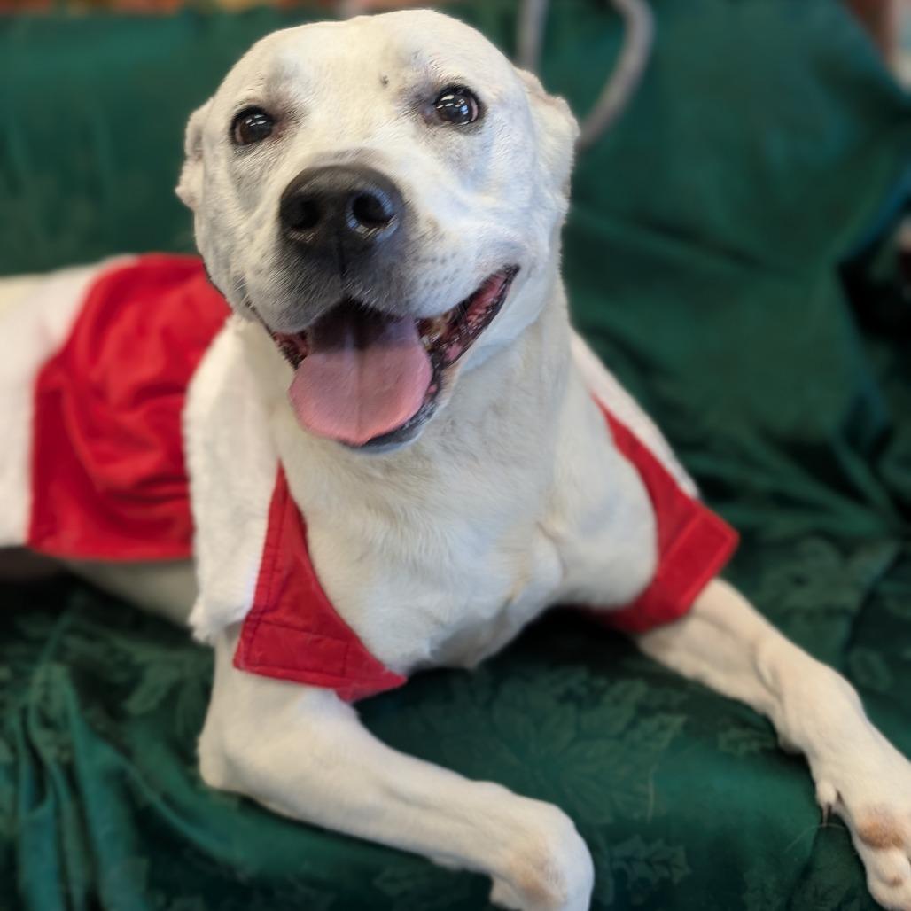 Jewels, Adoptable, Senior Female Pit Bull Terrier.