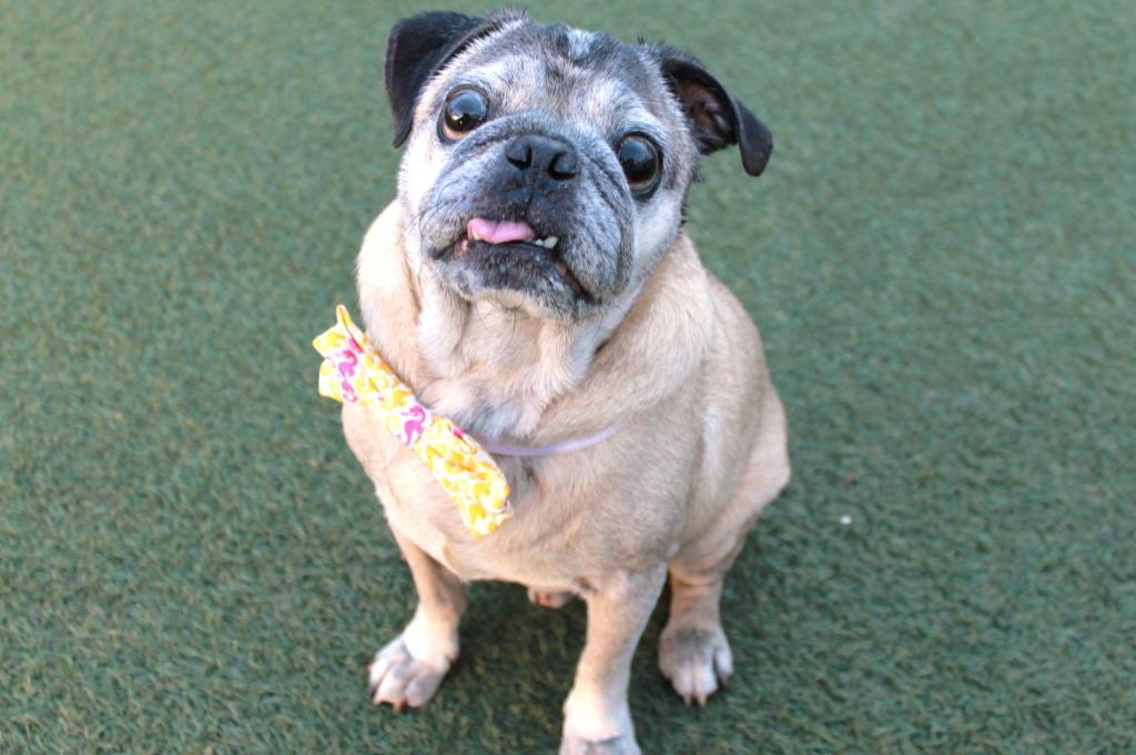 Enlarge Brutus, a Adoptable Pug in Gardena, CA image 2/6
