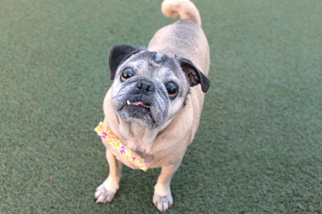 Enlarge Brutus, a Adoptable Pug in Gardena, CA image 3/6
